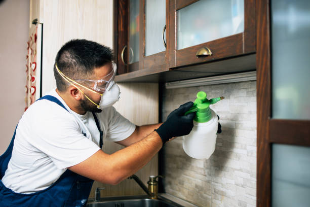 Wasp Removal Services in La Salle, CO