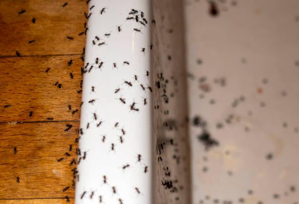Best Exterminator Services  in La Salle, CO